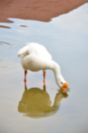 Blurred abstract background of gooseの写真素材