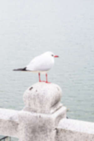 Blurred abstract background of White Birdの写真素材