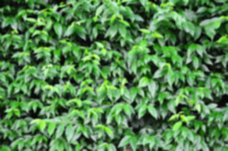 Blurred abstract background of Leaves