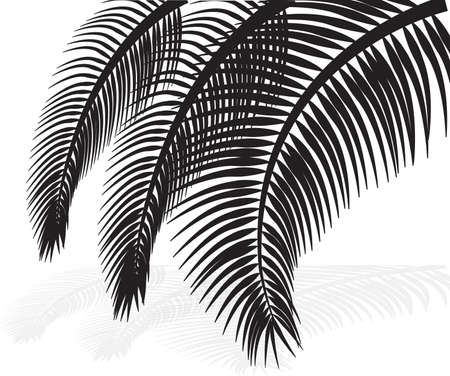 palm leaves on white background  Vector illustration のイラスト素材