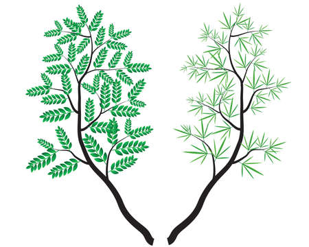 Branch of spring tree isolated on white backgroundのイラスト素材