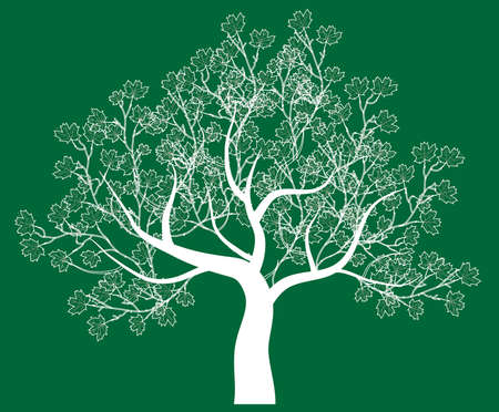 vector drawing of the tree - detailed vectorのイラスト素材