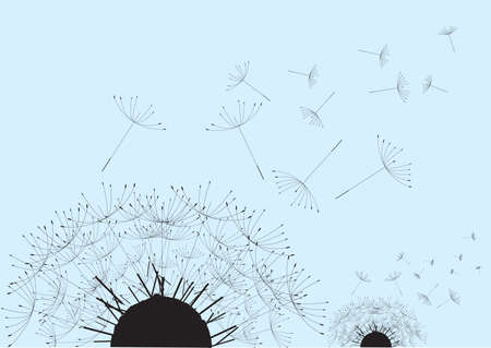 Overblown dandelion with seeds flying away with the windのイラスト素材