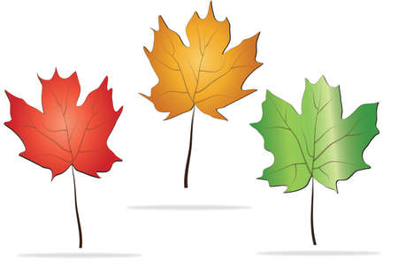 Beautiful autumn leaves maple, linden isolated on white backgroundのイラスト素材