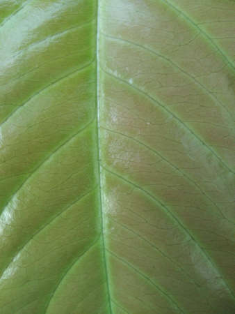 Leaf texture or leaf background for design with copy space for text or image. Abstract green leaf