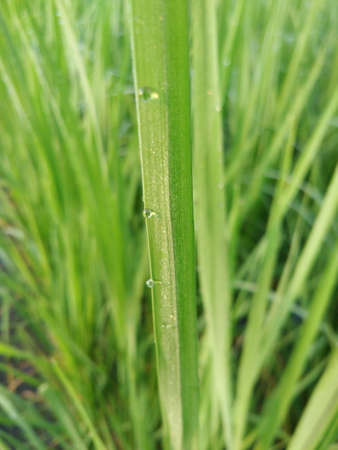 beautiful green rice
