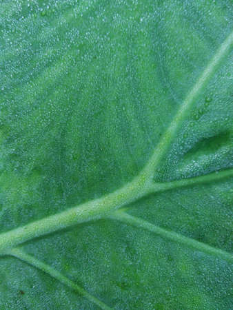 Beautiful green leaf with drops of water
