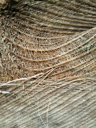 Close up brown of dry coconut tree texture and backgroundの写真素材