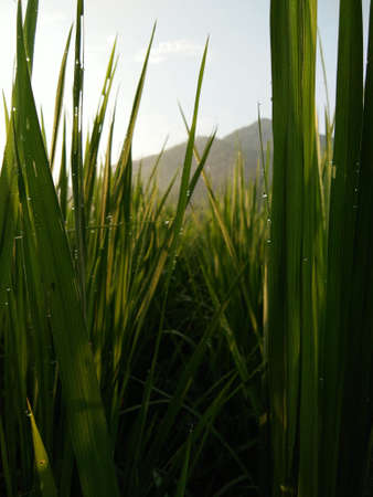 rice plantの写真素材