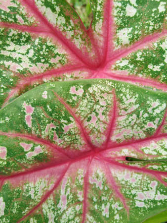 Caladium leaves closeup , pink and leaf texture backgroundの写真素材