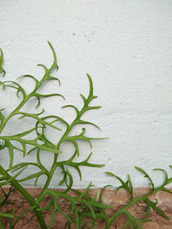 Background and texture of fern leaves. Plants pattern.の写真素材