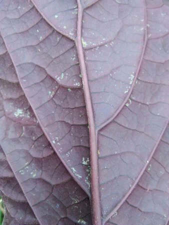 purple leaves abstract background