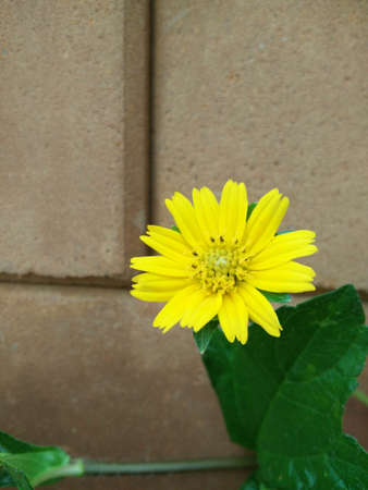 Climber plant with white brick wall background.Old brick wall with green tree.Grungy rad brick wall.Dirty brick wall.の写真素材