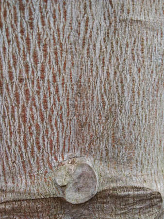 interesting bark