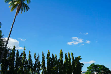 coconut plam tree and blue sky backgroundの写真素材