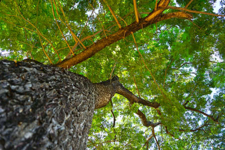 Spring Sun Shining Through Canopy Of Tall Tree. Sunlight In Deciduous Forest, Summer Nature, Sunny...
