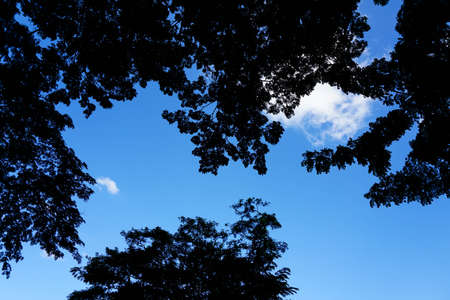 Beautiful trees on sky background,tree,skyの写真素材