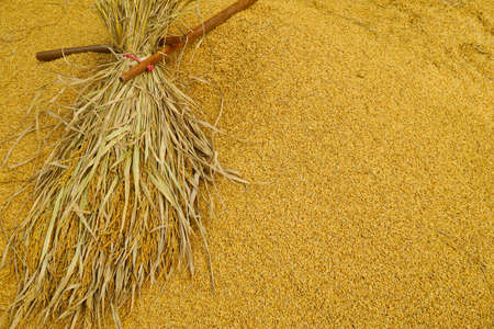 Paddy rice backgroundの写真素材