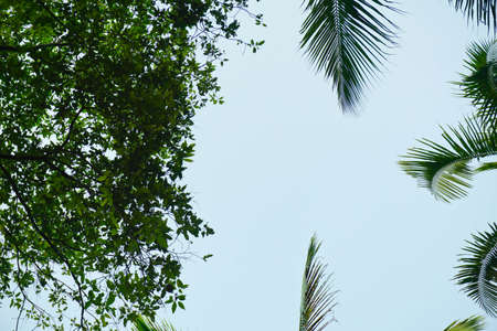 tree branches looking up with blue skyの写真素材