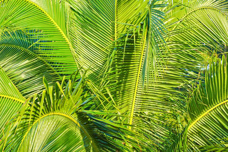 green palm leafの写真素材