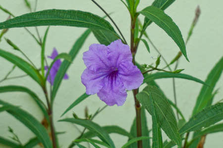 Beautiful  purple flowerの写真素材
