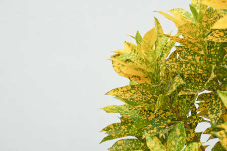 Yellow leaves on a white background. Autumnの写真素材