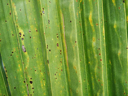 Leaves of coconut trees in the tropicsの写真素材