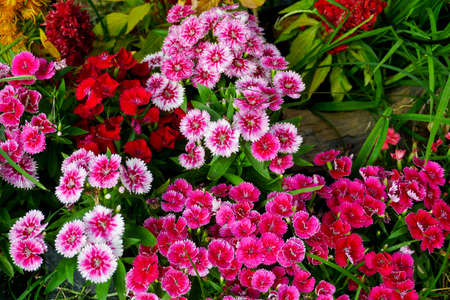Colorful flower garden in full summer bloom