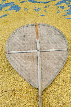 paddy rice background and rice blowの写真素材