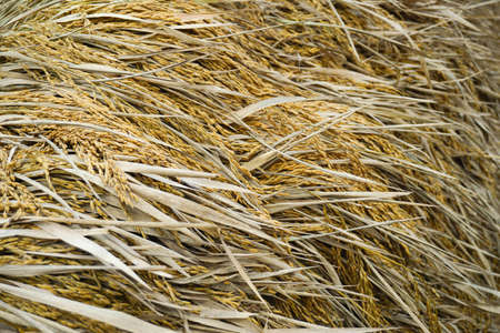 paddy background