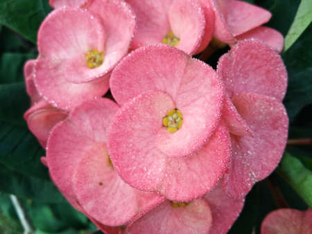 pink flowerの写真素材