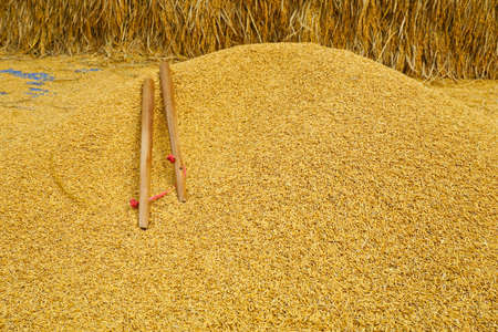 paddy rice backgroundの写真素材