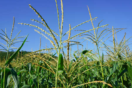 Corn field