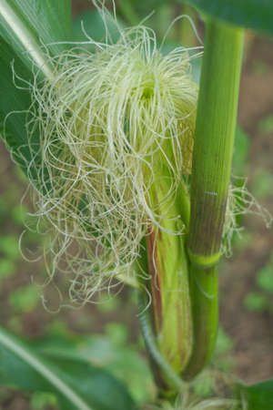 Closeup corn on the stalk in the corn fieldの写真素材