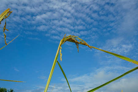 Rice fields prepare the harvest with the beautiful backdrop of the sky.の写真素材