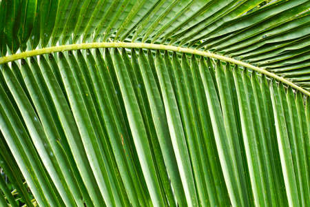 green coconut leafの写真素材