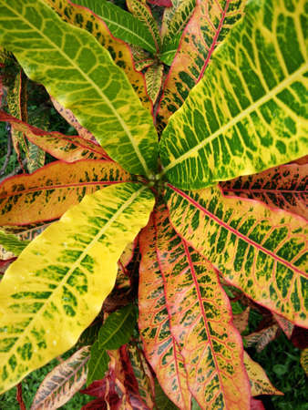 Red and yellow corkscrew fire croton tropical plantの写真素材
