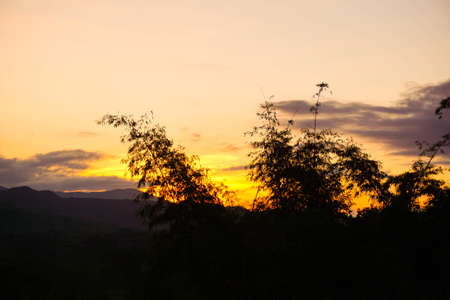 Photos  bamboo at sunset.の写真素材