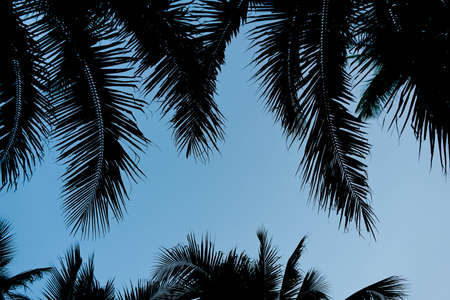 Coconut leaf background for add your text.の写真素材