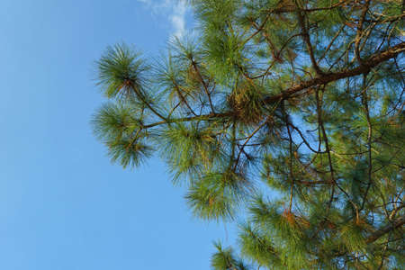 Pine branch on blue skyの写真素材