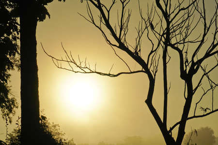 tree and sunの写真素材