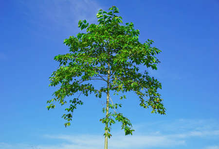 Beautiful trees on sky background,tree,sky