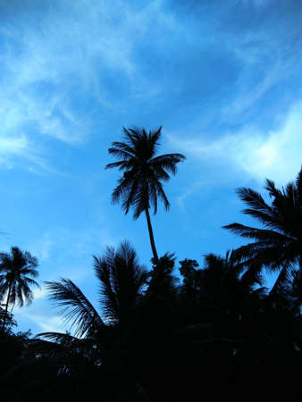 Coconut palm trees against blue skyの写真素材