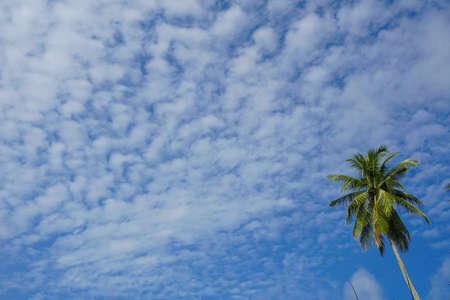 Green palm tree on blue sky backgroundの写真素材