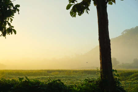 winter landscape of dense fog early in the morning in the woods at dawnの写真素材