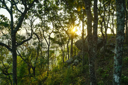 Sunlight shining through the trees,nature backgroundsの写真素材