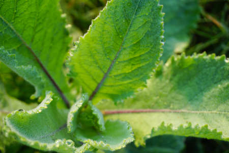 Water drops on green leaves