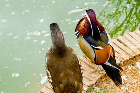 The mandarin duck (Aix galericulata)の写真素材