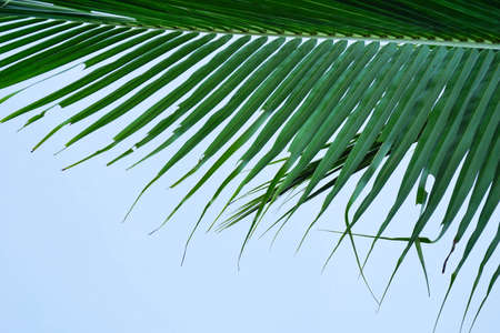 palm tree leavesの写真素材