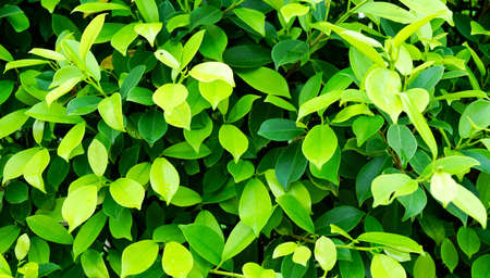 Green Leaf wall for nature texture backgroundの写真素材